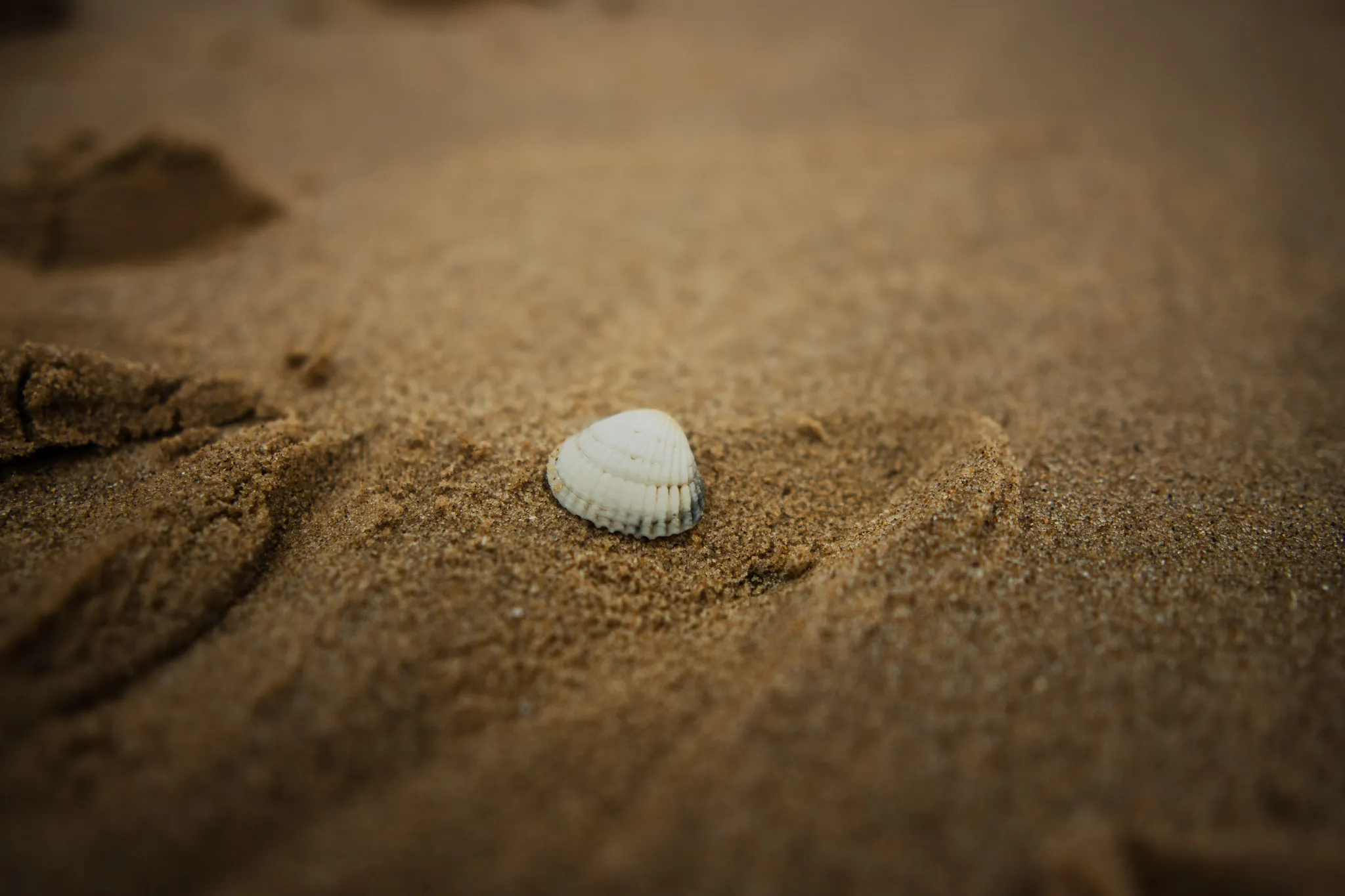 in-focus foot/trainer raised slightly above a very sandy beach.